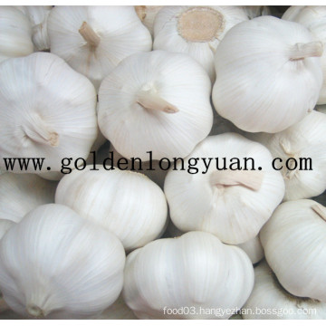 Pure White Garlic From Professional Factory